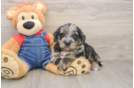 Funny Mini Goldendoodle Poodle Mix Pup