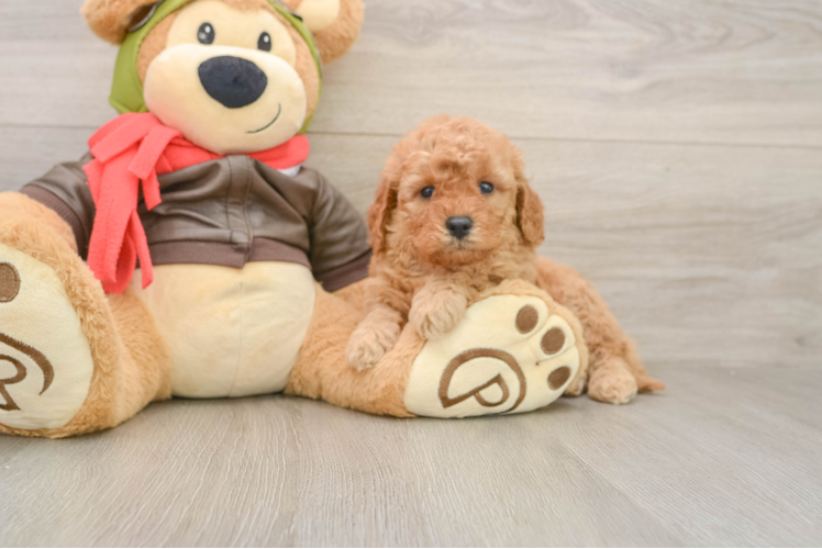 Popular Mini Goldendoodle Poodle Mix Pup