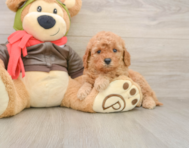 7 week old Mini Goldendoodle Puppy For Sale - Florida Fur Babies