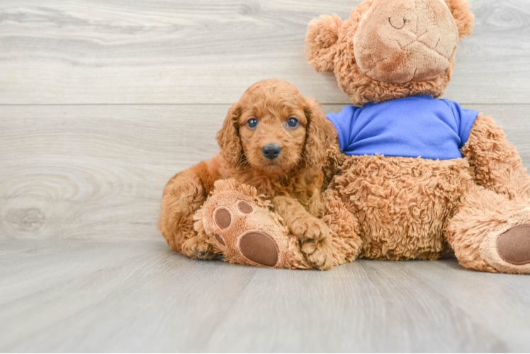 Mini Goldendoodle Puppy for Adoption