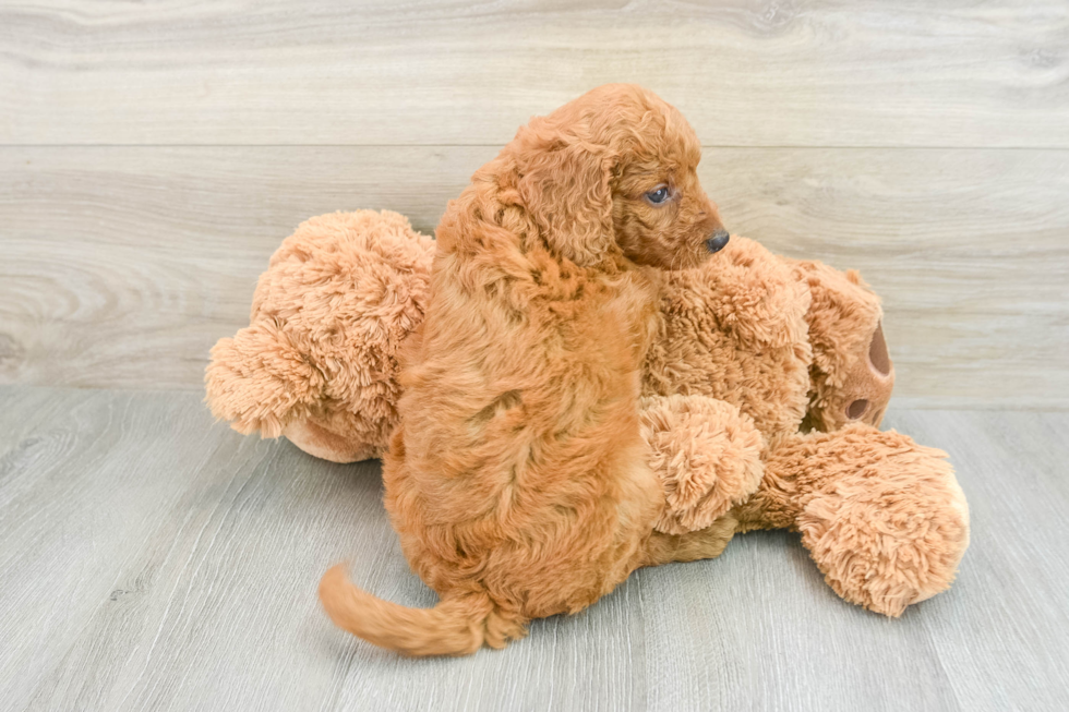 Petite Mini Goldendoodle Poodle Mix Pup