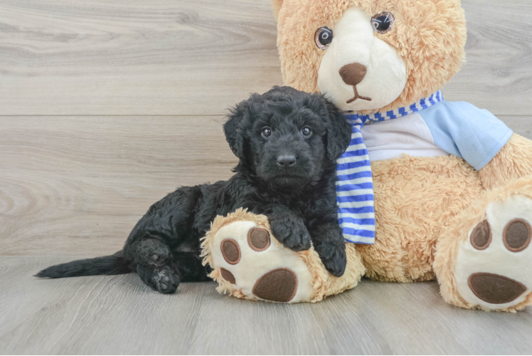 Mini Goldendoodle Pup Being Cute