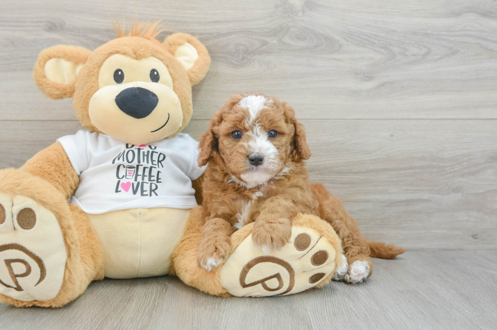 5 week old Mini Goldendoodle Puppy For Sale - Florida Fur Babies