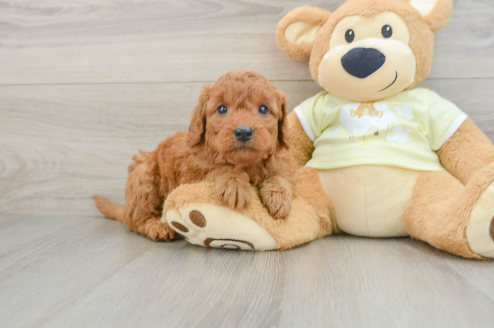 5 week old Mini Goldendoodle Puppy For Sale - Florida Fur Babies