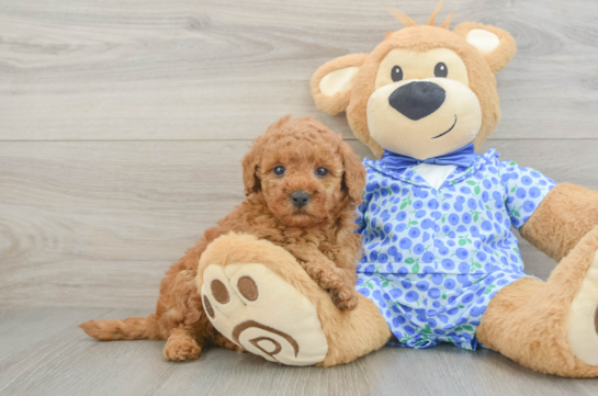 Popular Mini Goldendoodle Poodle Mix Pup