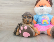 9 week old Mini Goldendoodle Puppy For Sale - Florida Fur Babies
