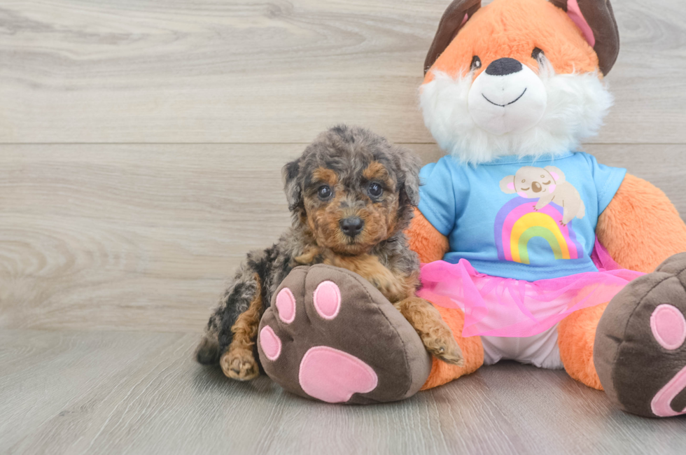 5 week old Mini Goldendoodle Puppy For Sale - Florida Fur Babies