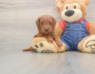 5 week old Mini Goldendoodle Puppy For Sale - Florida Fur Babies