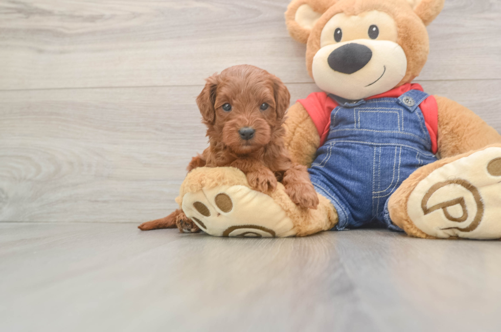 5 week old Mini Goldendoodle Puppy For Sale - Florida Fur Babies
