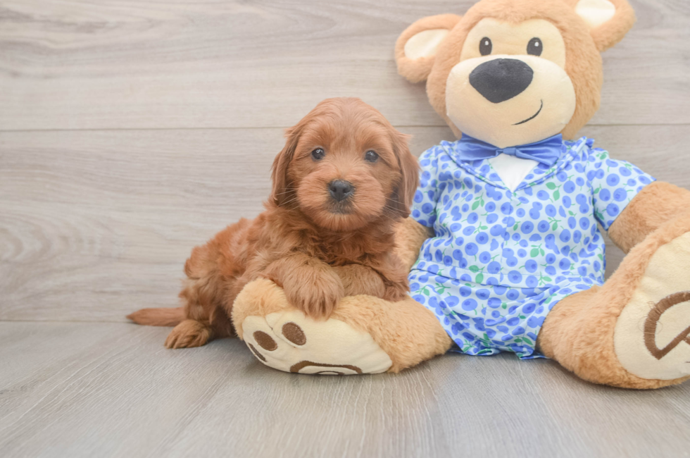 6 week old Mini Goldendoodle Puppy For Sale - Florida Fur Babies