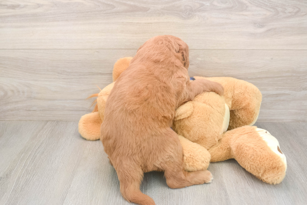 Meet Bambi - our Mini Goldendoodle Puppy Photo  3/3 - Florida Fur Babies Adorable Golden Retriever Poodle Mix Poodle Mix Puppy