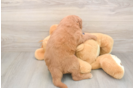 Meet Bambi - our Mini Goldendoodle Puppy Photo  3/3 - Florida Fur Babies Adorable Golden Retriever Poodle Mix Poodle Mix Puppy