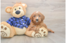 Meet Bambi - our Mini Goldendoodle Puppy Photo  1/3 - Florida Fur Babies Playful Mini Groodle Poodle Mix Puppy