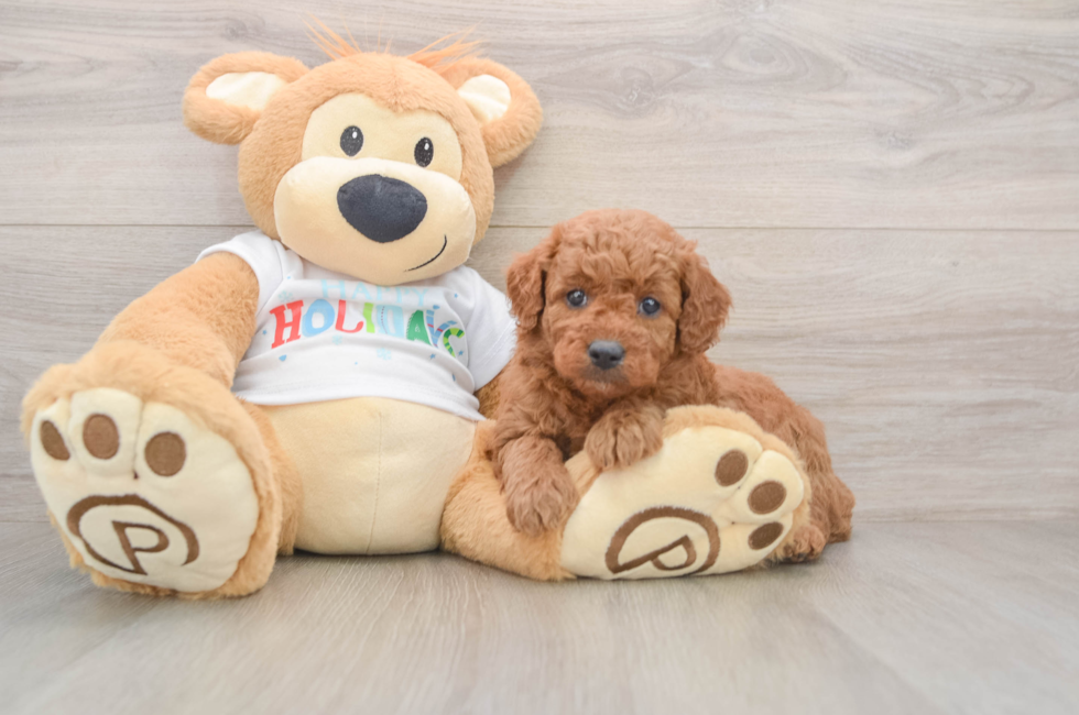 5 week old Mini Goldendoodle Puppy For Sale - Florida Fur Babies