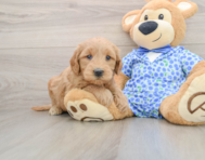 7 week old Mini Goldendoodle Puppy For Sale - Florida Fur Babies