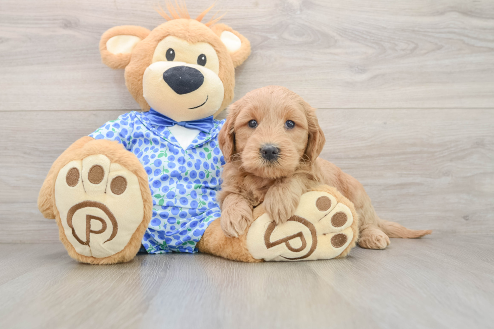 Mini Goldendoodle Pup Being Cute