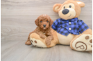 Energetic Golden Doodle Poodle Mix Puppy
