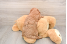 Happy Mini Goldendoodle Baby