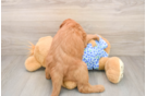 Best Mini Goldendoodle Baby