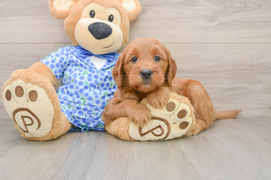 Petite Mini Goldendoodle Poodle Mix Pup