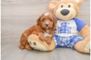 Hypoallergenic Mini Goldiepoo Poodle Mix Puppy