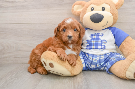 Hypoallergenic Mini Goldiepoo Poodle Mix Puppy