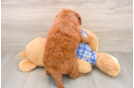 Fluffy Mini Goldendoodle Poodle Mix Pup