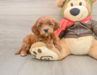 7 week old Mini Goldendoodle Puppy For Sale - Florida Fur Babies