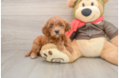 Best Mini Goldendoodle Baby