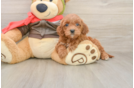Happy Mini Goldendoodle Baby