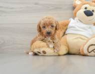 9 week old Mini Goldendoodle Puppy For Sale - Florida Fur Babies