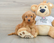 8 week old Mini Goldendoodle Puppy For Sale - Florida Fur Babies