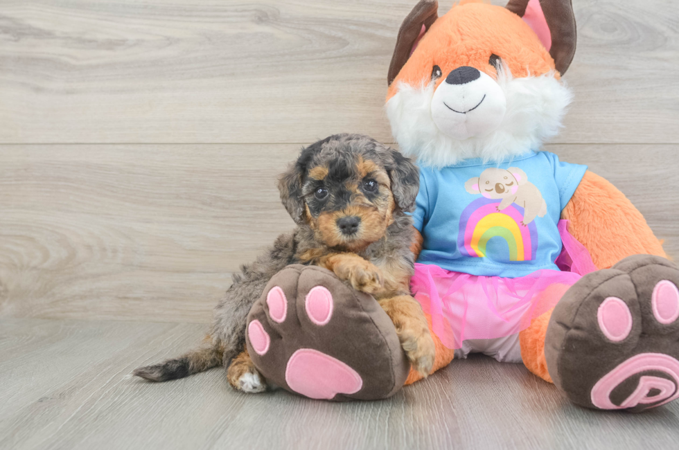 5 week old Mini Goldendoodle Puppy For Sale - Florida Fur Babies