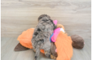 Mini Goldendoodle Puppy for Adoption