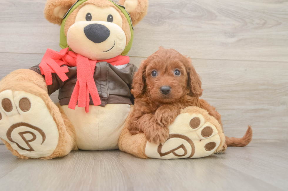 6 week old Mini Goldendoodle Puppy For Sale - Florida Fur Babies