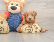 5 week old Mini Goldendoodle Puppy For Sale - Florida Fur Babies