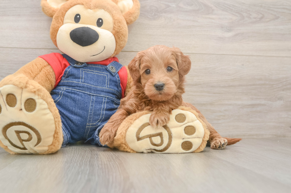 5 week old Mini Goldendoodle Puppy For Sale - Florida Fur Babies