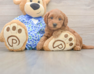 7 week old Mini Goldendoodle Puppy For Sale - Florida Fur Babies