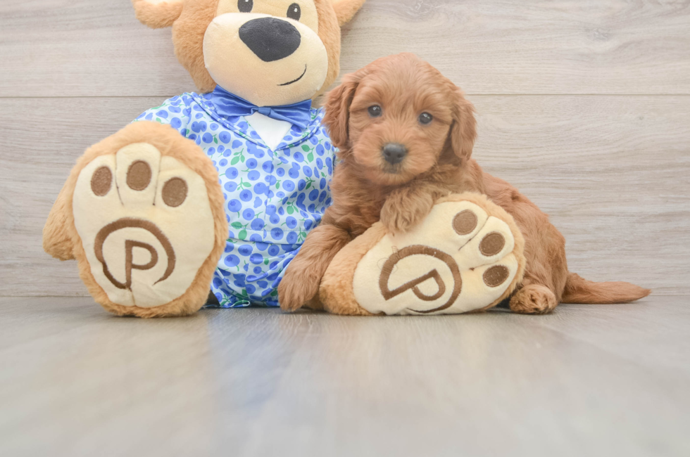 6 week old Mini Goldendoodle Puppy For Sale - Florida Fur Babies