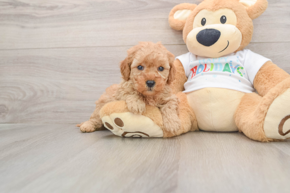 Mini Goldendoodle Puppy for Adoption