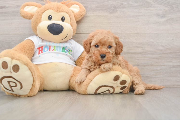 Mini Goldendoodle Puppy for Adoption