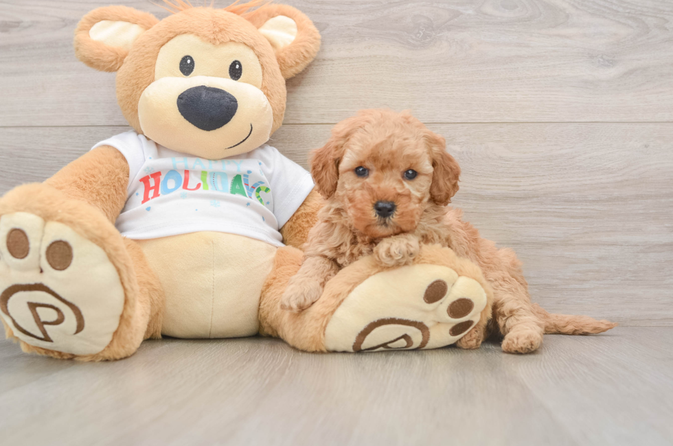 5 week old Mini Goldendoodle Puppy For Sale - Florida Fur Babies