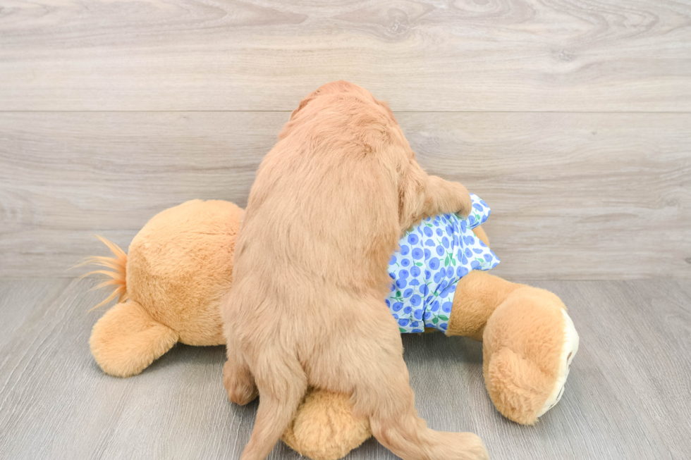 Happy Mini Goldendoodle Baby
