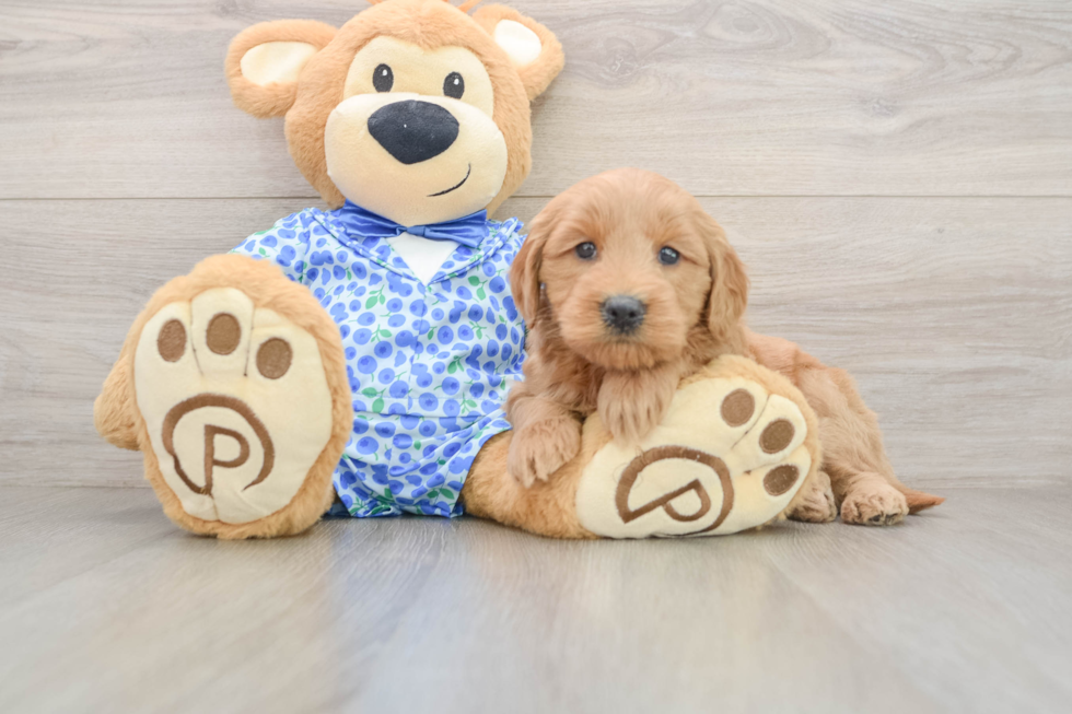 Mini Goldendoodle Pup Being Cute