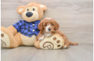 Smart Mini Goldendoodle Poodle Mix Pup