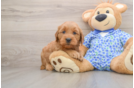Best Mini Goldendoodle Baby