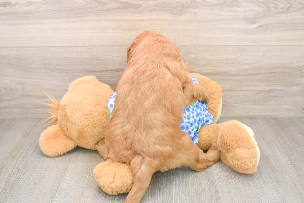 Best Mini Goldendoodle Baby