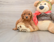 7 week old Mini Goldendoodle Puppy For Sale - Florida Fur Babies