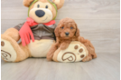 Mini Goldendoodle Puppy for Adoption