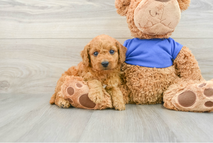 Mini Goldendoodle Pup Being Cute